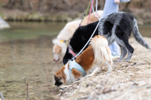 Hunde am Wasser bei einer Gassi-Pause