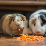 Zwei Meerschweinchen mümmeln an einer Karotte
