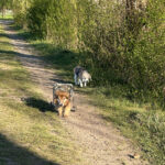 Zwei ältere Hunde bei der Gassirunde mit Dogwalkerin Christine Caspar