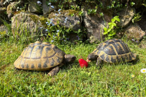Zwei Schildkröten teilen sich eine Erdbeere