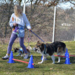 Hundetraining mit Christine Caspar auf dem Hundeplatz des Tierheims Ostermünchen