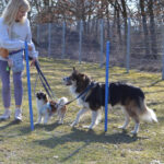 Hundetraining mit Christine Caspar auf dem Hundeplatz des Tierheims Ostermünchen