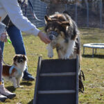 Ein Hindernis beim Hundetraining mit Christine Caspar auf dem Hundeplatz des Tierheims Ostermünchen