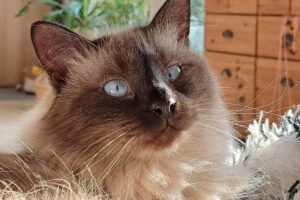 Eine Katze mit blauen Augen, die von Christine Caspar betreut wird