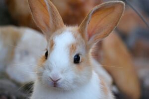 Ein Kaninchen im Portrait