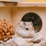 Ein Hamster vor seinem Häuschen